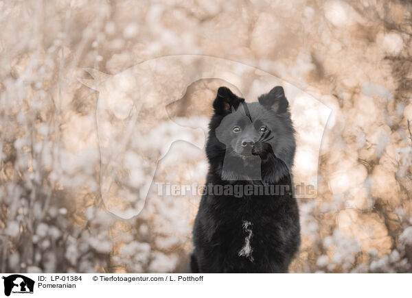 Zwergspitz / Pomeranian / LP-01384