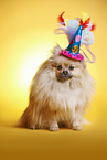 sitting Pomeranian