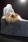 lying Pomeranian