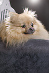lying Pomeranian