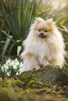 standing Pomeranian