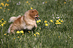 running Pomeranian
