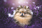 Pomeranian Portrait