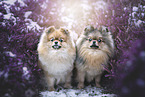 2 Pomeranians