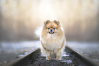 Pomeranian