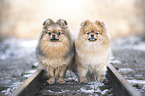 2 Pomeranians