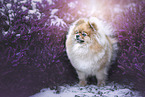 Pomeranian