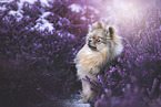 sitting Pomeranian