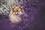 Pomeranian Portrait