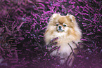 Pomeranian Portrait