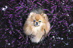Pomeranian Portrait