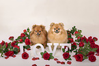 2 Pomeranians