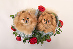 2 Pomeranians