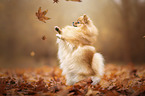 begging Pomeranian