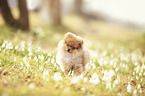 Pomeranian Puppy