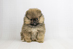 Pomeranian Puppy