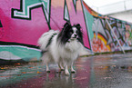 Pomeranian
