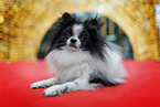 Pomeranian