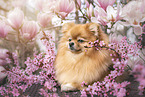 Pomeranian in spring