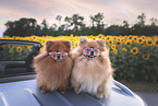 2 Pomeranian