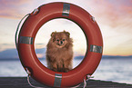 Pomeranian by the water