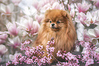 Pomeranian in spring