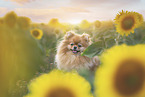 Pomeranian in summer