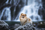 Pomeranian by the water