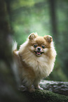 Pomeranian in summer