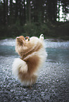 Pomeranian in summer