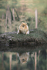 Pomeranian in summer
