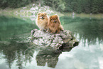 2 Pomeranian
