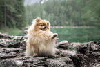 Pomeranian in summer