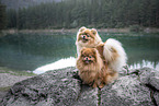 2 Pomeranian