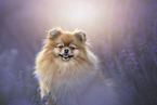 Pomeranian in summer