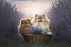2 Pomeranian