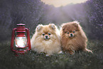 2 Pomeranian