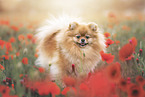 Pomeranian in summer