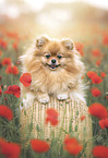 Pomeranian in summer