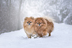 2 Pomeranian