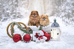 2 Pomeranian