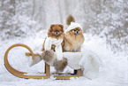 2 Pomeranian