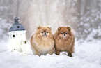 2 Pomeranian