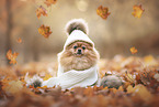 Pomeranian in autumn