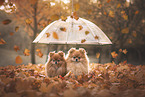 2 Pomeranian