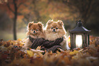 2 Pomeranian