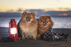 2 Pomeranian
