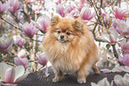 Pomeranian in spring
