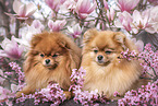 2 Pomeranian