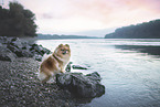 Pomeranian by the water